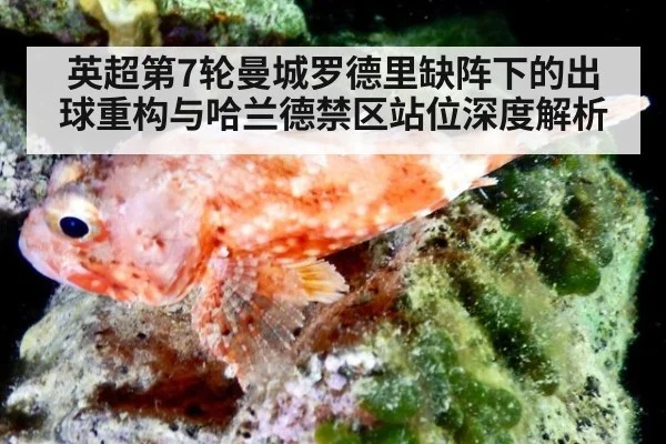 英超第7轮曼城罗德里缺阵下的出球重构与哈兰德禁区站位深度解析